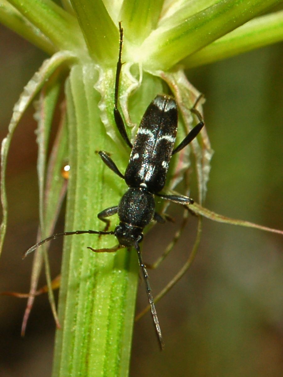 Un cerambicide da determinare: Chlorophorus sartor